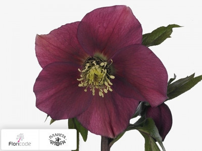 Морозник восточный Queens Dark Pink