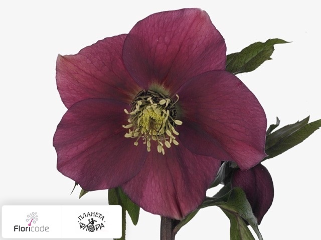 Морозник восточный Queens Dark Pink