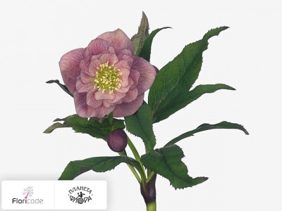 Морозник восточный Queens Double Pink