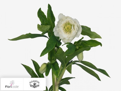 Морозник восточный Queens Double White