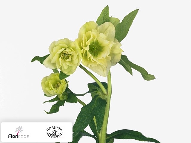 Морозник восточный Queens Double Yellow