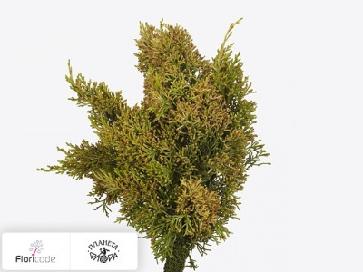 Можжевельник китайский Aurea per bos