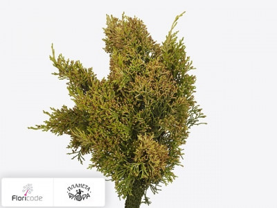 Можжевельник китайский Aurea per kilo
