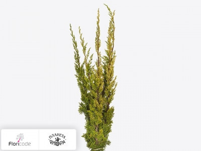 Можжевельник китайский Plumosa Aurea per bos