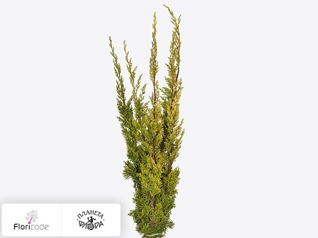 Можжевельник китайский Plumosa Aurea per kilo