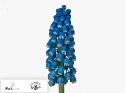 Мускари Blue Dream