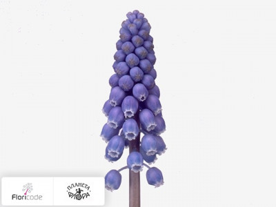 Мускари Blue Star