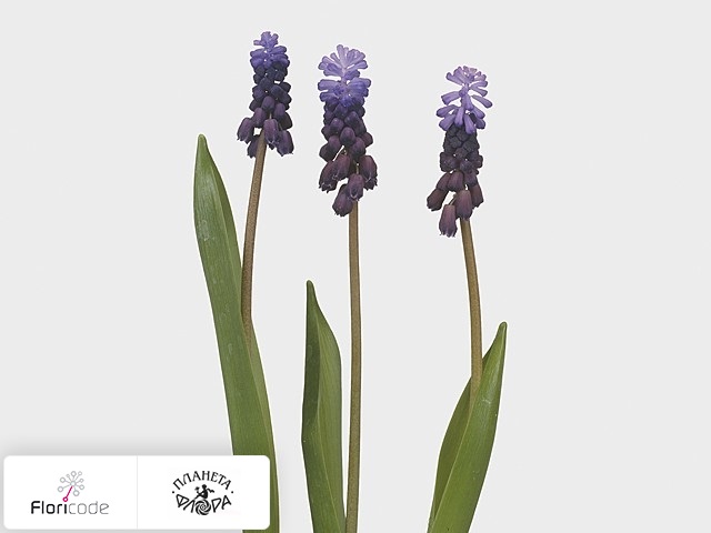 Мускари Latifolium