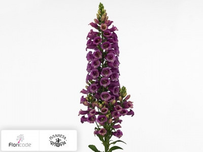 Наперстянка пурпурная Camelot Rose