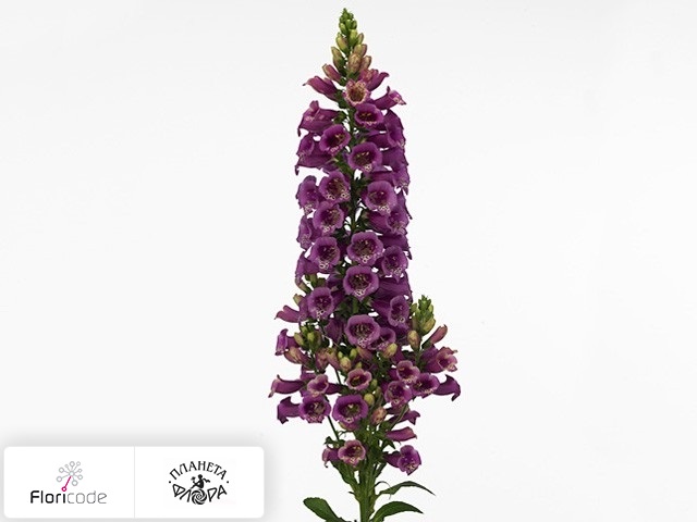 Наперстянка пурпурная Camelot Rose
