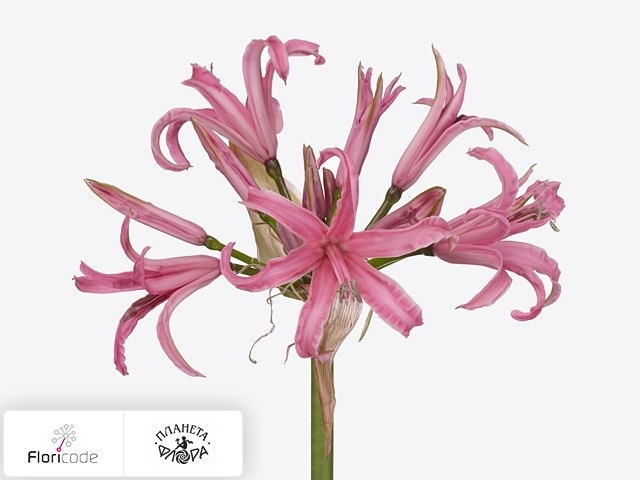 Нерине Боудена Elegance Pink Spunky