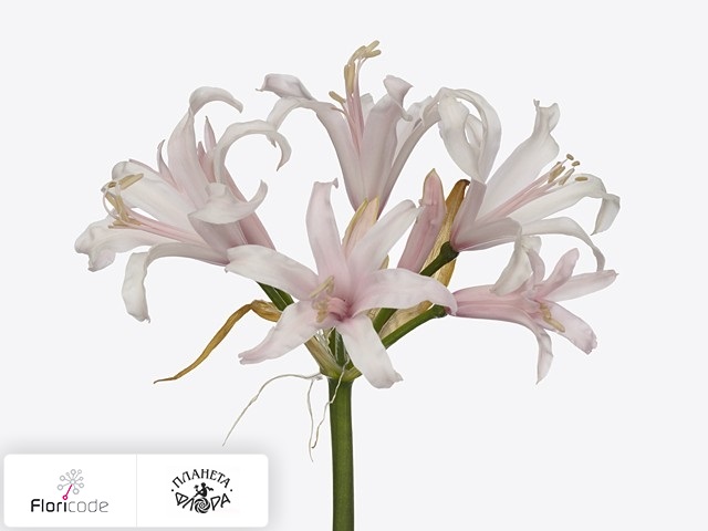 Нерине Боудена Elegance White Spunky
