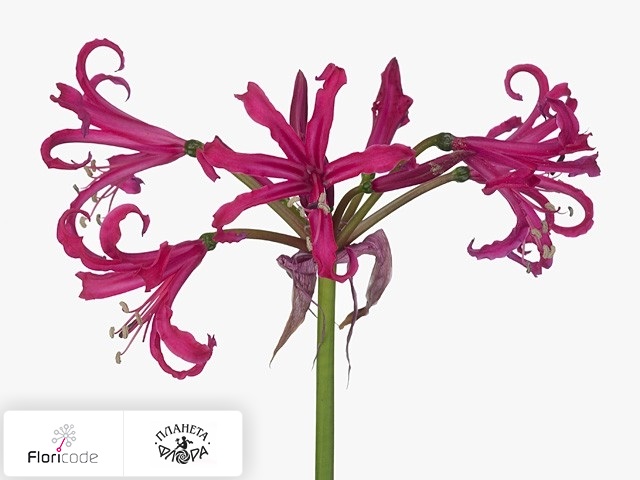 Нерине Боудена Lady Cerise