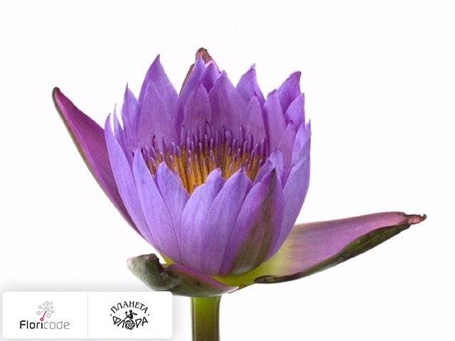 Нимфея Purple Lady