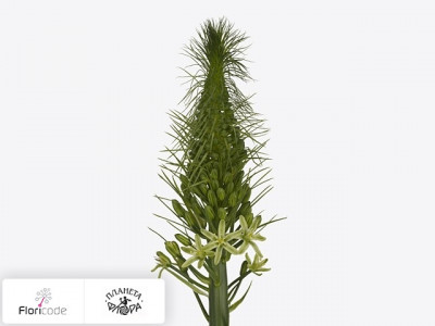Орнитогалум красивый Green Star