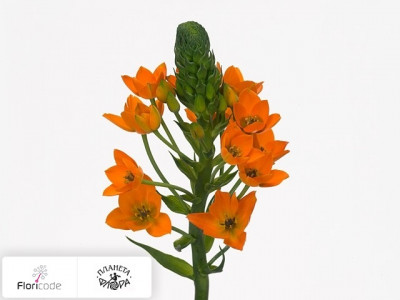 Орнитогалум сомнительный Orange Star 3
