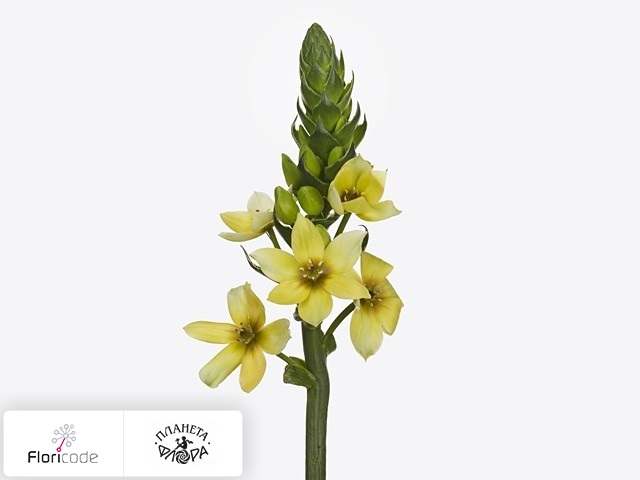 Орнитогалум сомнительный Orchid Star