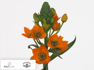 Орнитогалум сомнительный Queen Orange