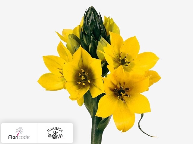 Орнитогалум сомнительный Yellow Asa