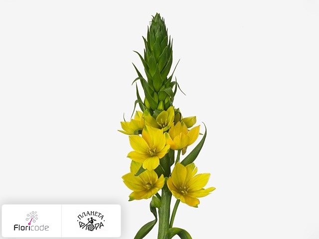 Орнитогалум сомнительный Yellow Star 1