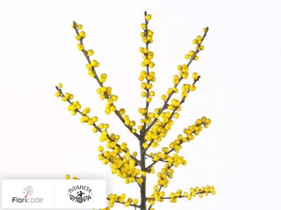 Падуб мутовчатый Citronella