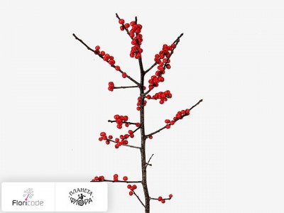 Падуб мутовчатый Magical Berry