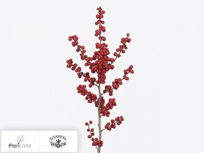 Падуб мутовчатый Magical Winter Jewel