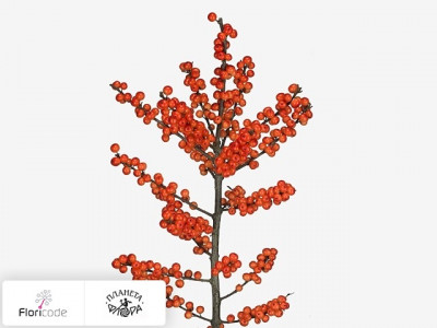 Падуб мутовчатый Oudijks Orange