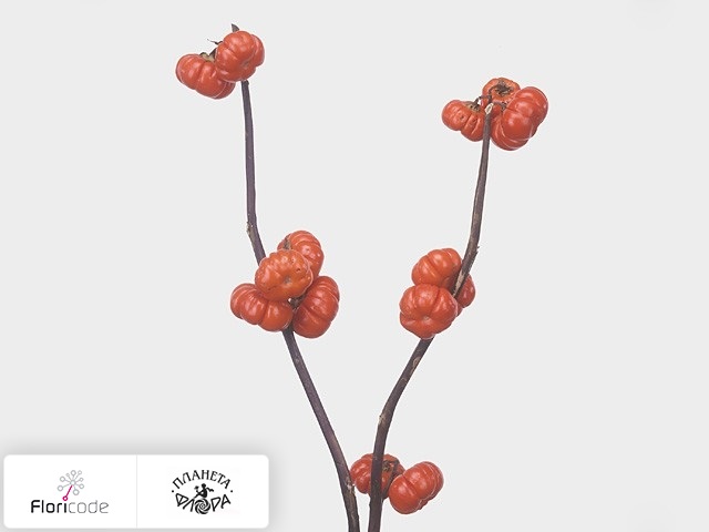 Паслен Integrifolium