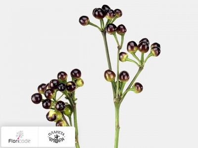Перец стручковый Black Candy