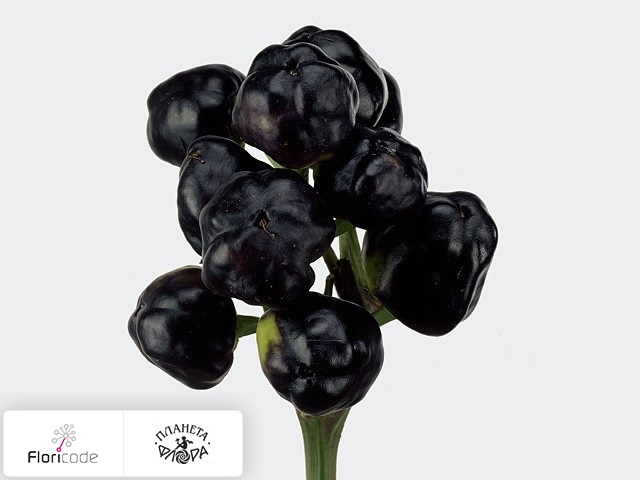 Перец стручковый Black Giant