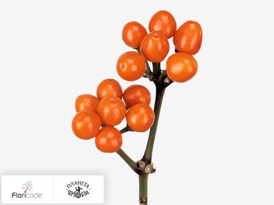 Перец стручковый Orange Candy
