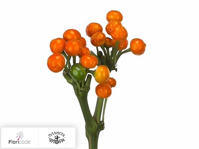 Перец стручковый Sollero Orange Planet