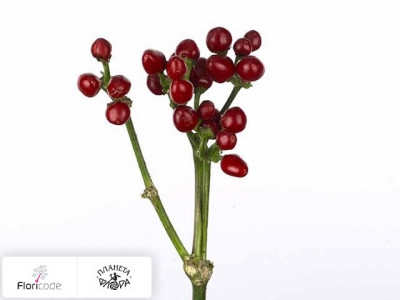 Перец стручковый Sollero Red Beauty