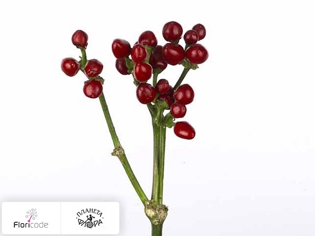 Перец стручковый Sollero Red Beauty