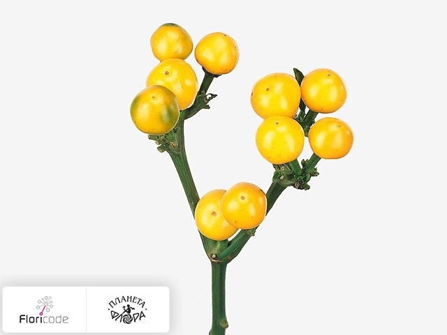 Перец стручковый Yellow Candy