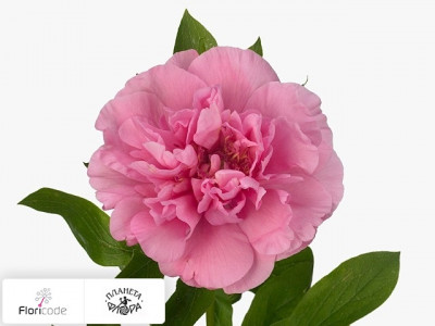 Пион Carnation Bouquet
