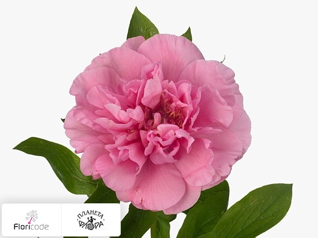 Пион Carnation Bouquet
