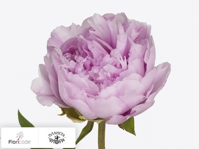 Пион древовидныи Gioia Pink