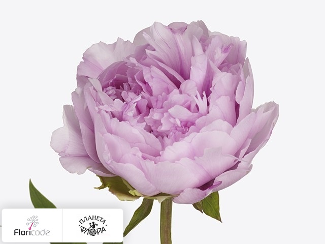 Пион древовидныи Gioia Pink