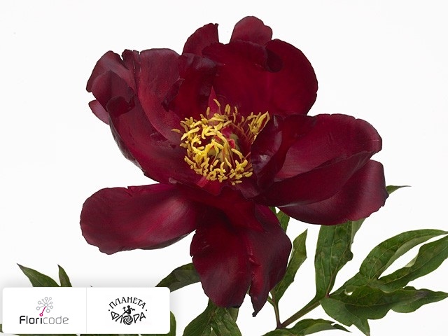 Пион ИТО Scarlet Heaven