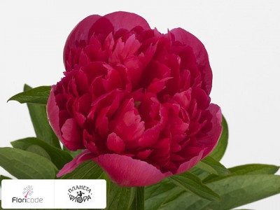 Пион лекарственный Rosea Plena