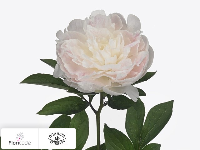 Пион молочноцветковыи Bright White