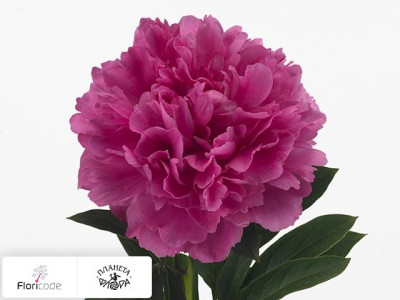 Пион молочноцветковыи Edulis Supreme