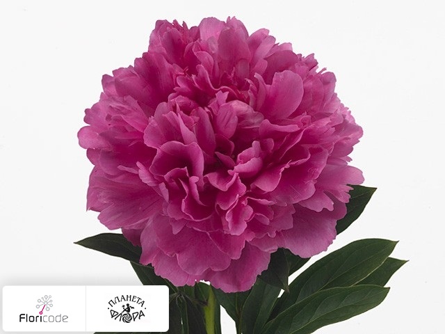 Пион молочноцветковыи Edulis Supreme