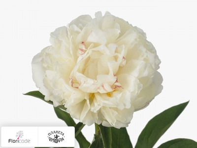 Пион молочноцветковыи Fringed Ivory