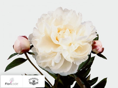 Пион молочноцветковыи Gardenia