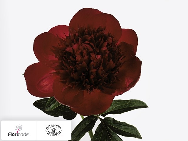 Пион Red Charm