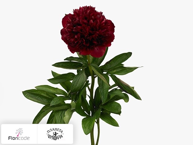 Пион Red Grace