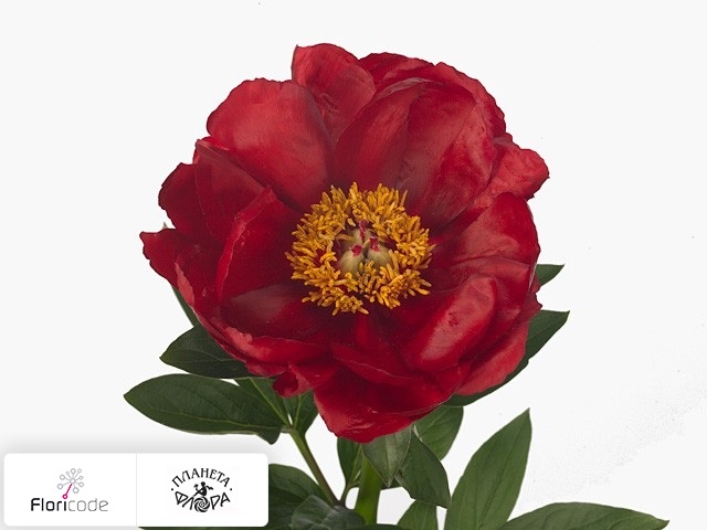 Пион Red Red Rose